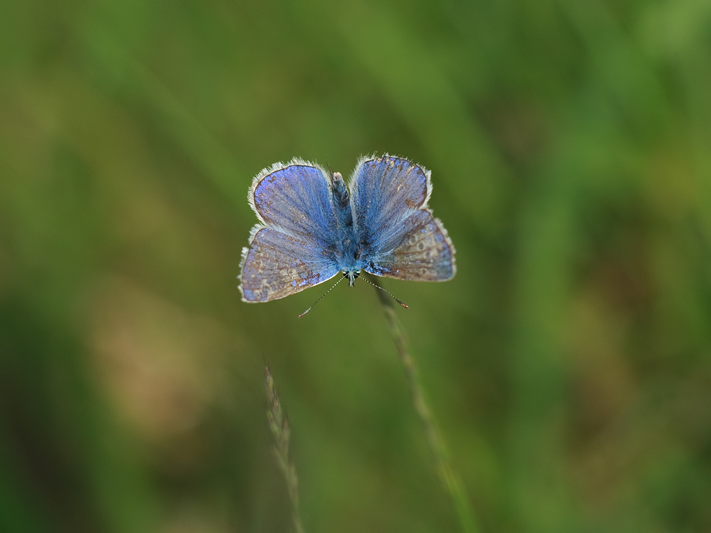 Plebejus argus Heideblauwtje Silver-studded Blue